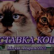 Выставка Кошек