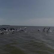 Песня Дикой Дельты Из Троллей