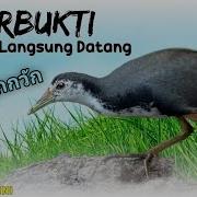 Suara Ruak Ruak