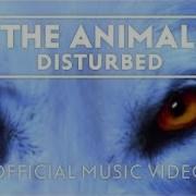 Disturbed Animal