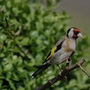 Goldfinch Ringtone