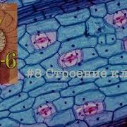 Биология 6Класс Пасечник Строение Клетки