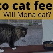 Mona Macan Feed