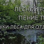 Волшебные Звуки Природы Шум Воды Пение Лесных Птиц