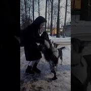 Девчонки Мои Девчонки Ремикс