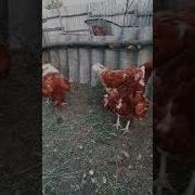 Ах Какая Песня Трудно Жить В Деревне Нашей
