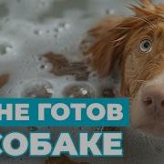 Куплю Тебе Собаку