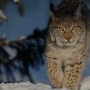 Животные Зимой Видео Для Детей