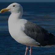 Seagull Ringtone