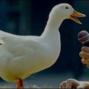 Funny Duck Quack Sound Effect