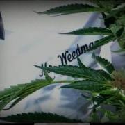 Emerson Windy Mr Weedman