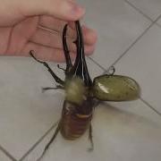 Scarab Beetle Sound