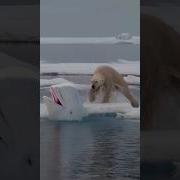 Кнут Расмуссен Белый Эскимос