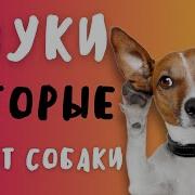 Озвучка Для Собак