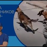 Искусство Общения С Собакой