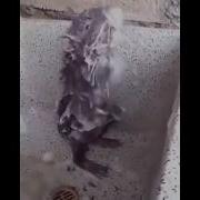 Крыса Принимает Душ Rat Takes A Shower Смешная Озвучка Под Музыку