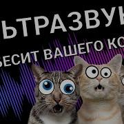 Пугающий Звук Для Кошки