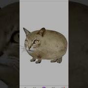 Кошка Сосиска Тунс Тунс