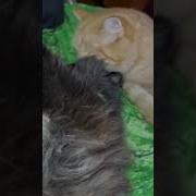 С Добрым Утром Котёнок