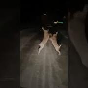 Песенка Для Танца Зайцев