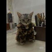 Ooes Зима Speed