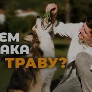 У Меня Есть Такая Собака