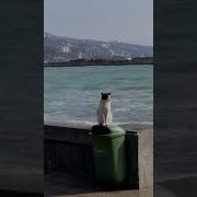 Мне Этот Мир Абсолютно Понятен