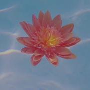 Somebody Special Acoustic Version Nina Nesbitt