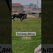 Бешеные Жеребцы