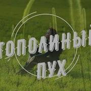 Sevenrose Тополиный Пух New 2019