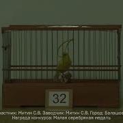 Пение Канареек Овсяночного Напева