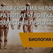 Биология 8 Класс Развитие Человека Возрастные Процессы