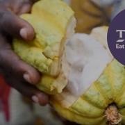 Cacao Cacao
