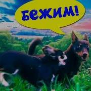 Мэджик Петс Ты Мой Маленький Герой