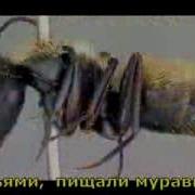 В Высоцкий Гербарий