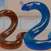 Belut