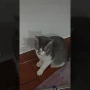 Hello This Is My House This Is Satan Is My Friend Original