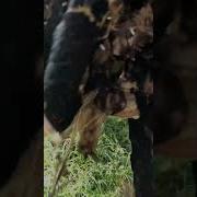 Звук Долбения Камня