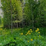 Песни Ко Дню Птиц