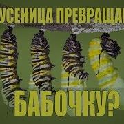 Превращение Из Гусеницы В Бабочку