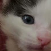 Обзор На Котёнка Под Дабстеп