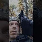 Каргалар