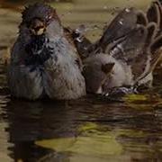 Вот Летали Птички Птички Невелички