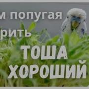 Попугая Тоша