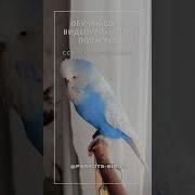 Урок 1 Для Попугая