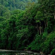 Malaysian Rainforest Lost Sound