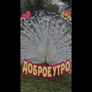Прекрасного Утра Великолепного Дня