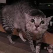 Хозяин Кота Надевает Маску
