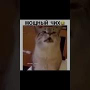 Мем Громкий Чих