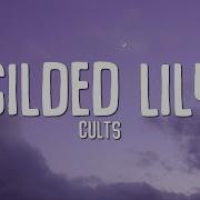 Gilded Lily Cults Sped Up